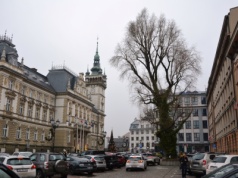 Rośnie w tym miejscu od lat. Bielski radny ostrzega przed ryzykiem