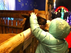 Mało znane miejsce w Krakowie. Żywa szopka w Prokocimiu