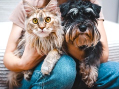 Które zwierzę jest inteligentniejsze, pies czy kot? Wyniki badań mogą zaskoczyć wielu opiekunów