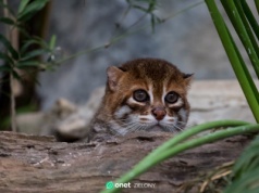 Kot płaskogłowy zauważony w Tajlandii. Niezwykłe odkrycie po blisko 30 latach