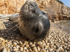 Turyści dręczą rzadką fokę. Wyznaczono 1000 euro nagrody