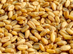 Naukowcy opracowali system, który pomaga uniknąć strat w pszenicy