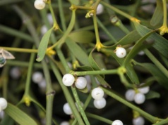 Pasożyt i symbol świąt atakuje kolejne drzewa. Polacy mają na niego sposób