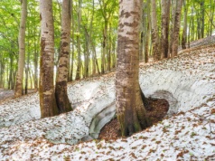 Zimą wokół drzew powstają "łyse" kręgi. Leśniczy zdradzili, skąd się biorą