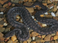 Niezwykły wąż sprzed 37 milionów lat odnaleziony w angielskich zbiorach muzealnych