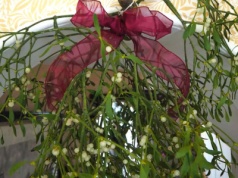 Każdy powinien znać to genialne zastosowanie jemioły po świętach