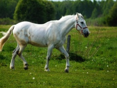 Myśliwy pomylił konia z dzikiem. Kolejny incydent w Niemczech
