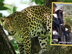 Turyści przeżyli chwile grozy podczas safari. "Serce miałem w gardle przez cały czas"