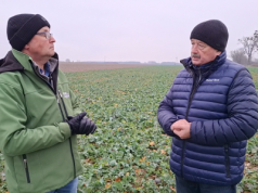 4% porażenia jesienią, to 30% chorych roślin. Jak chronić rzepak wiosną?