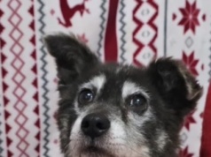 Pierwsze święta Louisa (Lui’ego) z konińskiego schroniska w nowym domu