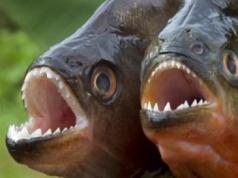 Tragiczny atak piranii w Brazylii. Nie żyje dwulatka