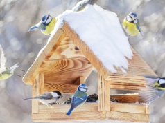 Wsyp do karmnika, a zlecą się do wszystkie ptaki z okolicy. To ziarno jest ich rarytasem