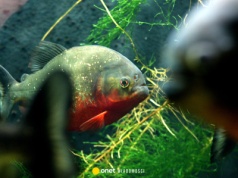 Atak piranii w Brazylii. 2-letnia dziewczynka nie żyje