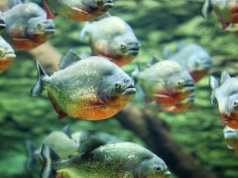 Dwuletnia dziewczynka zginęła wskutek ataku piranii