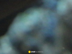 Atak piranii w Brazylii. Nie żyje dwuletnia dziewczynka