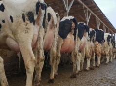 Czy rynek mleka ma jeszcze rezerwy? Aktualne ceny, koszty i decyzje gospodarstw