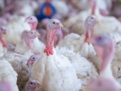 Miliony wybitych ptaków w 2025 roku. Polskie drobiarstwo pod presją chorób