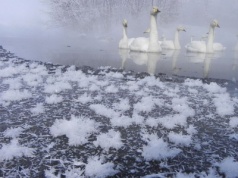 Kruche piękno na wodzie. Gdzie można zobaczyć lodowe kwiaty?