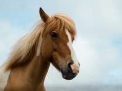 Elektryczne busy nie zdały egzaminu. Polacy wolą bryczki
