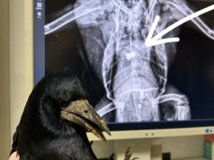 Postrzelonego gawrona nie udało się uratować. Dręczyciel zwierząt znów grasuje na bielskim osiedlu?