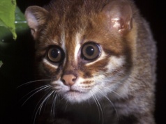 To jeden z najrzadszych kotów świata. Odkryli go ponownie po 30 latach