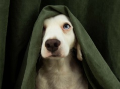 Twój pies boi się fajerwerków? To, co zrobisz w sylwestra, ma ogromne znaczenie