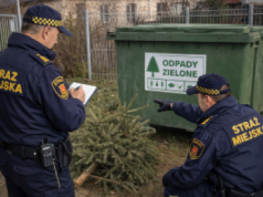 Straż Miejska już czeka. 500 zł kary za choinkę. Jak uniknąć drogiej pomyłki?