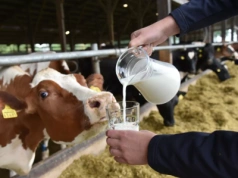 Mleko było oczerniane latami. Nauka mówi dziś coś zupełnie innego - Mleko niesprawiedliwie oczerniane