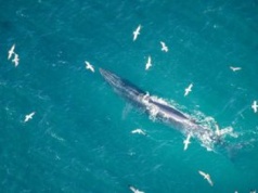 Odnaleziono groźny wirus. Umożliwiły to drony