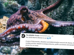 Brytyjscy naukowcy uznali rok 2025 “rokiem ośmiornicy” ze względu na ich rekordową liczbę u wybrzeży