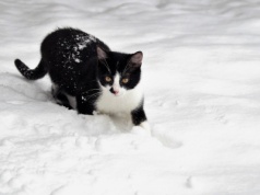 Zima jest trudna dla kotów. Fundacja Zwierzoluby z Inowrocławia apeluje do mieszkańców