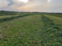 Ile dziś kosztują łąki? Ceny poszły w górę i zaskakują rolników