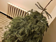 Nie wyrzucaj choinki po świętach. Zrób to, a przyjmie się w ogrodzie