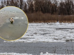 Topił się w Wiśle. Kobieta natychmiast zareagowała. "To cud, że ten pies żyje"