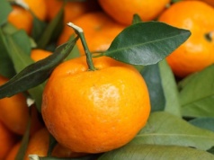 Genialna metoda, by mandarynki przestały wysychać. Są świeże przez 4 tygodnie