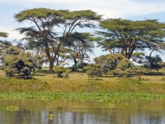 Czaszka sprzed 1,5 miliona lat komplikuje historię ludzkości. Jej cechy łączą się w dziwny wzór, jakiego jeszcze nie było
