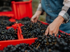 Niemiecka produkcja win w historycznym kryzysie. Nikt nie jeździ za pracą sezonową