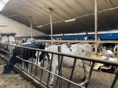 60 groszy w dół i blady strach. Rolnicy ujawniają: 1,80 zł za mleko w styczniu to będzie cud