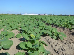 Dlaczego azot nie działa? Rolnicy często zapominają o tych kwestiach