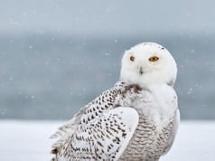 To już oficjalnie. Przepiękna sowa uznana została za wymarłą