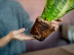 Rośliny doniczkowe mogą przeżyć atak grzybów – ten trik działa od razu