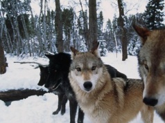 Policzyli wilki. Pozwoliła na to nowa technologia. Wiemy, gdzie są