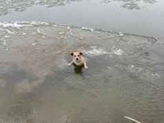 Szczeniak topił się w lodowatej Wiśle. Ta historia łapie za serce