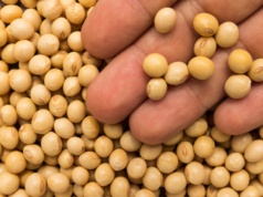 Soi nie trzeba już będzie siać tak gęsto, żeby dostać zwrot pieniędzy