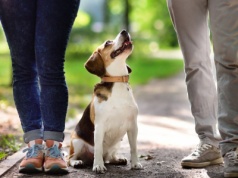 ADHD u psów, czyli jak genetyka kształtuje zachowanie czworonogów