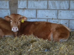 Jedno cielę rocznie? Wszystko zaczyna się od energii w żywieniu mamek
