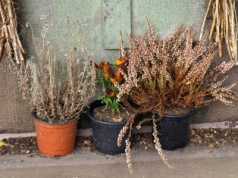 Twoje wrzosy zawsze usychają zimą? Najpewniej popełniasz ten błąd