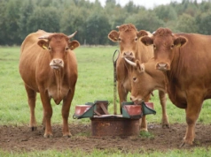 Zimowe żywienie krów mięsnych – jak dobrać dawkę do kondycji?