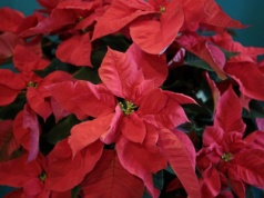 Nie wyrzucaj gwiazdy betlejemskiej po świętach. Z zasadą 