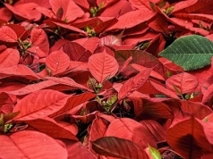 Jak dbać o poinsecję, by cieszyć się nią dłużej